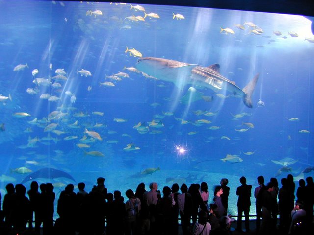 Aquarium at Dubai Mall set